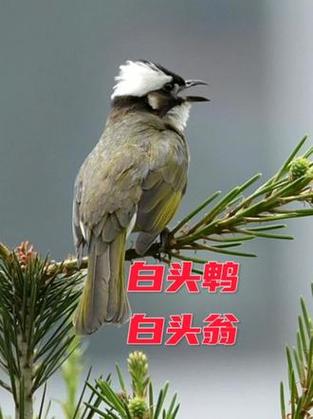 白头翁鸟的叫声截图