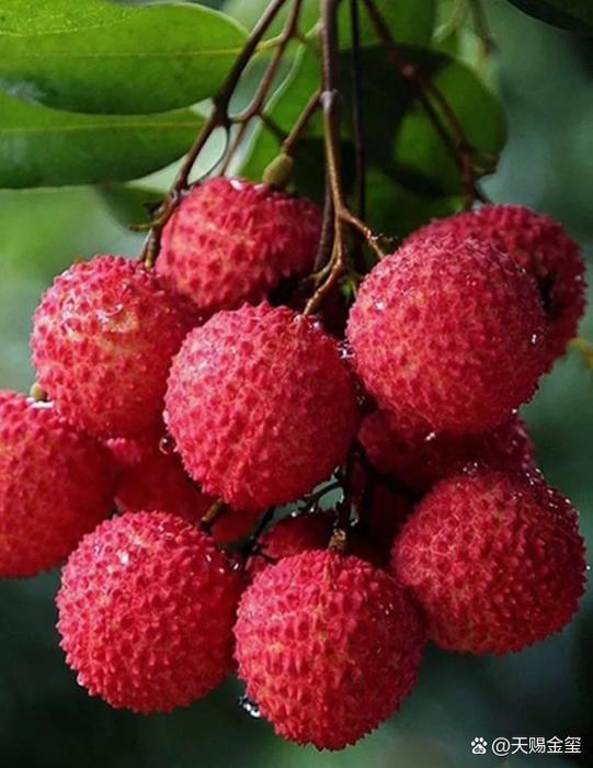 荔枝壁纸
