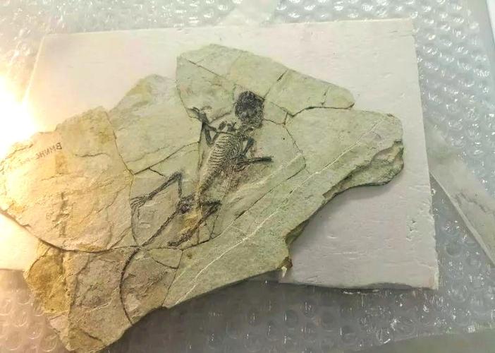 动物化石收集方法缩略图