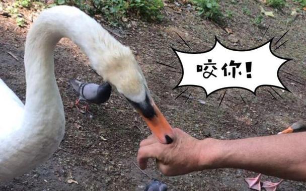 鹅啄人是暗示什么