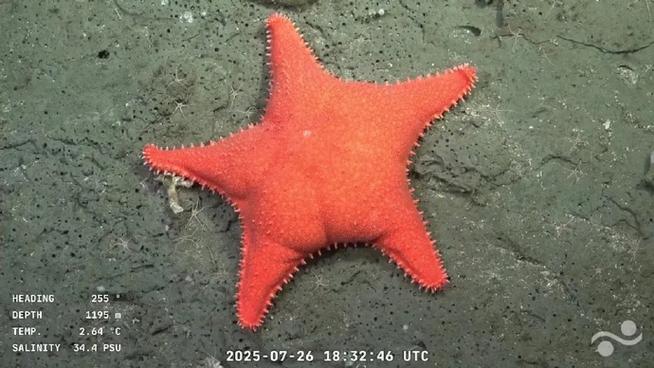 深海海星