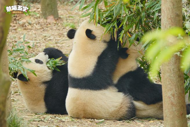熊猫最忌讳三个属相截图