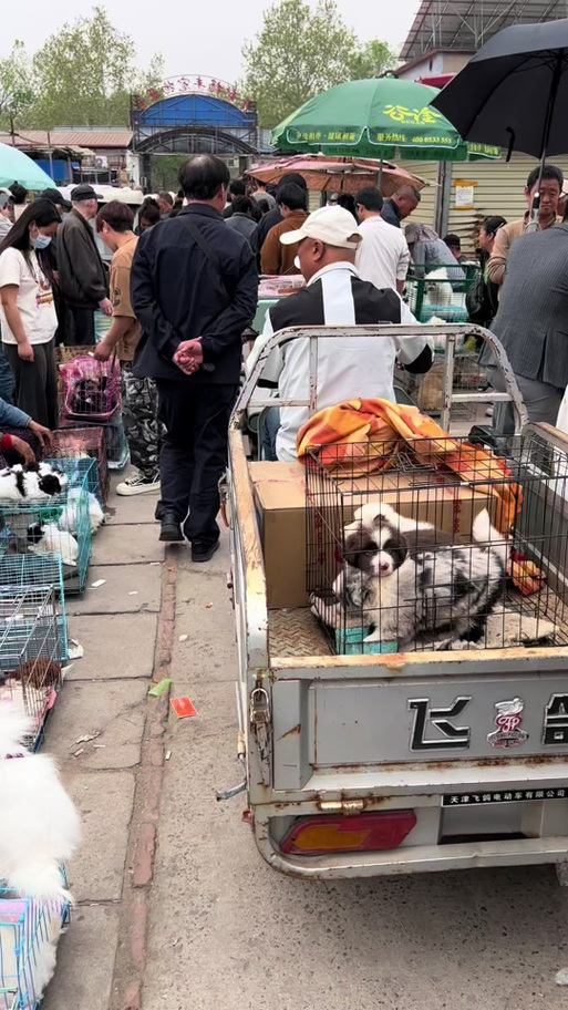 浙江义乌狗市在哪