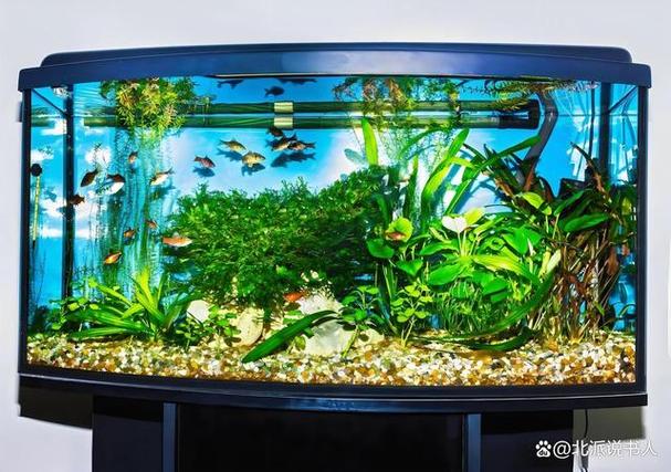 家里鱼缸不能超过几个