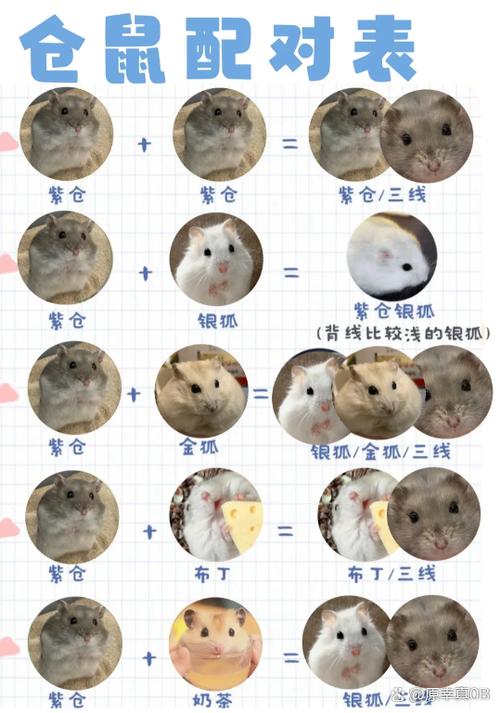 刚生下来的仓鼠怎么养