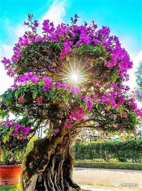 老树开花寓意