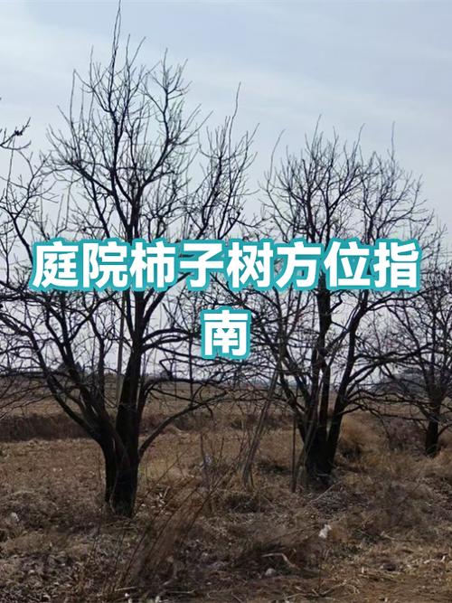 柿子树最旺三个位置截图