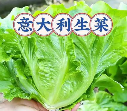 养颜菜是生菜吗