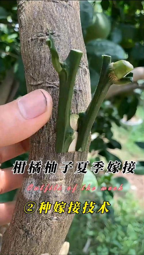 柚子嫁接视频教程