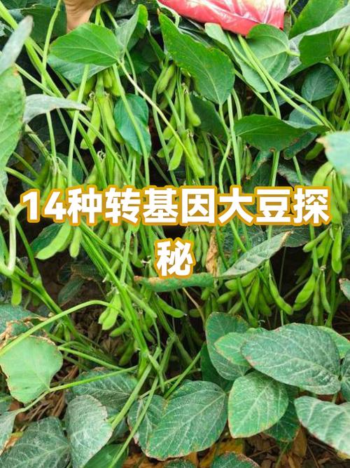 转基因大豆图片