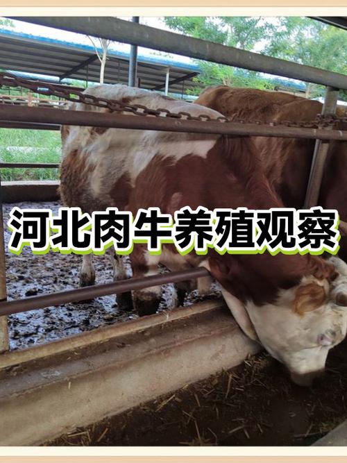 2022养殖牛有前景吗