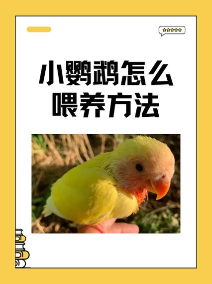 小鹦鹉喂多了会不会撑死图标