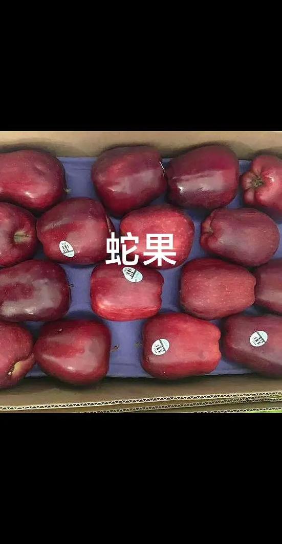蛇苹果图片图标