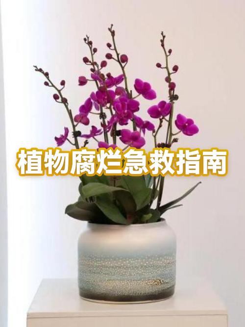 让植物快速腐烂缩略图