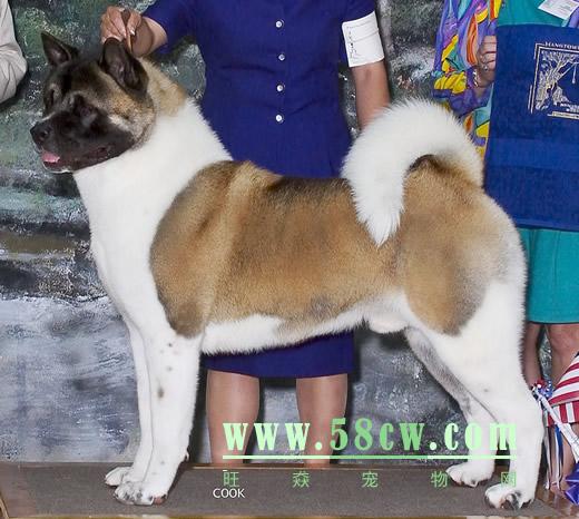 68犬证登录入口官网截图
