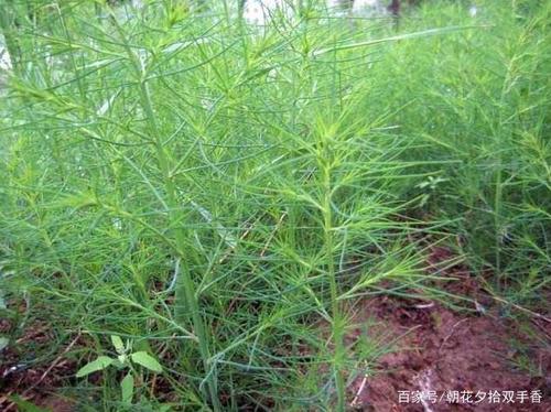 又细又长像松针一样的菜