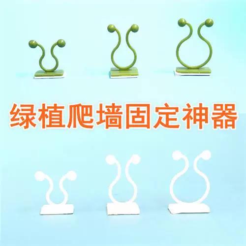 绿萝上墙用什么固定截图