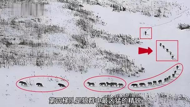 狼群战术是什么意思