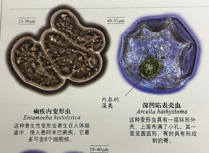 变形虫怎么培养