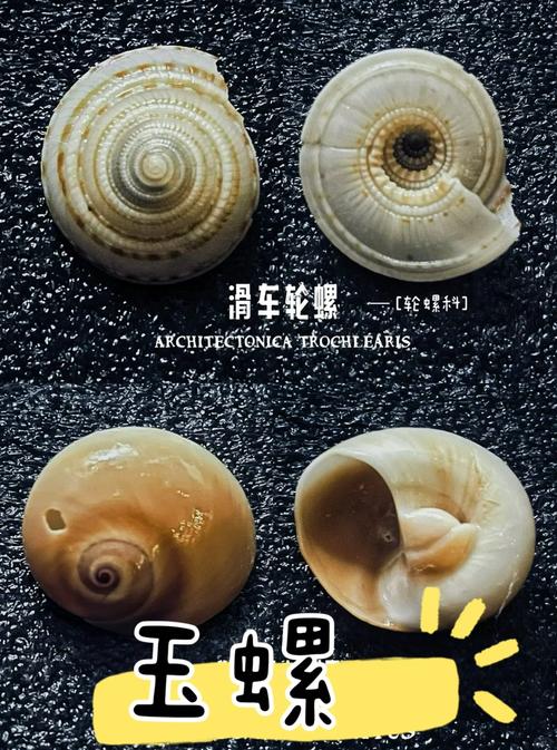 海螺壳脚本工具2025