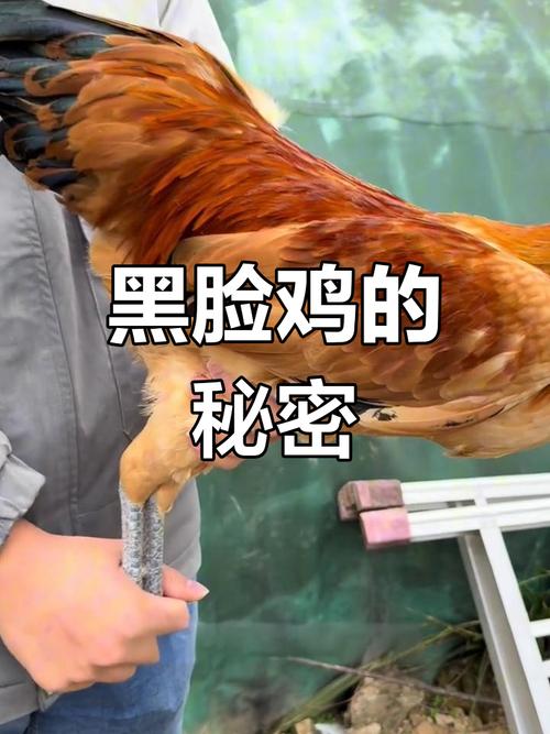 大脸鸡排赚钱吗