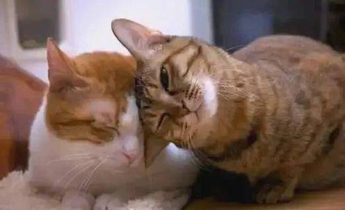 猫猫蹭来蹭去还叫图标