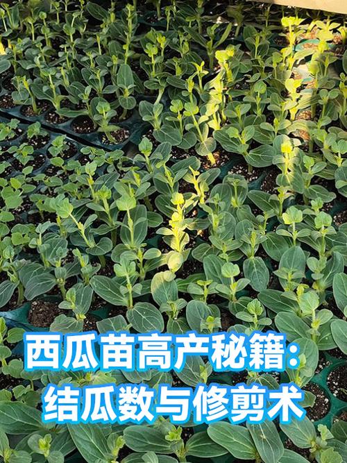 西瓜怎样修剪才会结瓜
