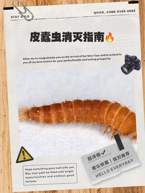 清除蠹虫指令截图