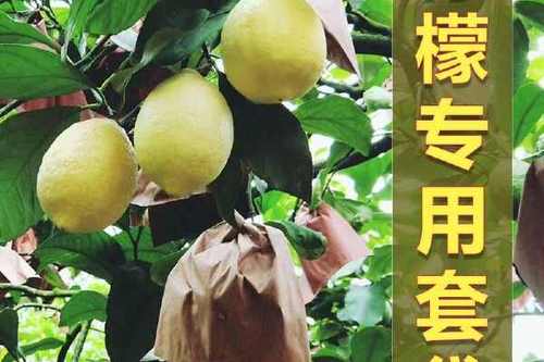 柠檬套袋的作用