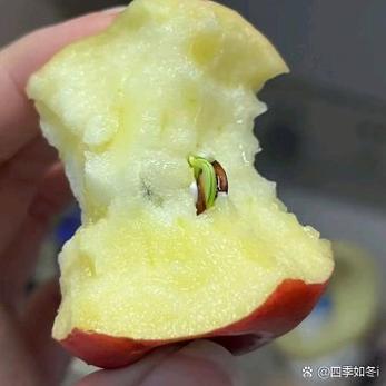 为什么我的苹果没有替用外貌
