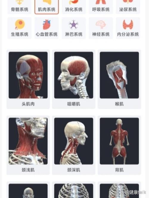 人体骨头结构app截图
