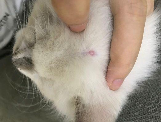 猫咪头上鼓个包凸起流脓