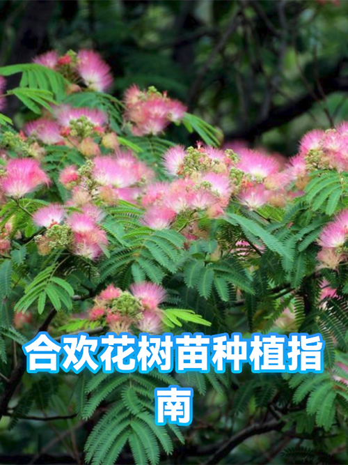 合欢花哪些人不能喝