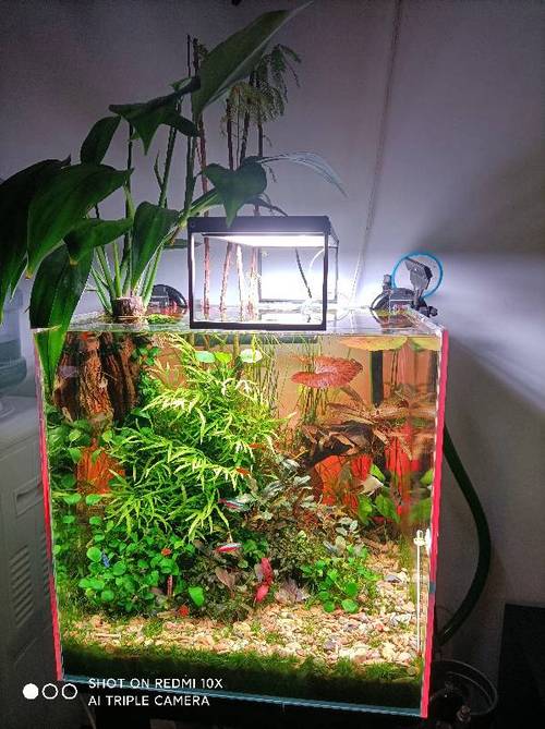 40方缸造景