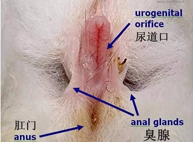 兔子的臭腺在哪