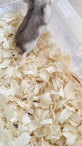 仓鼠夏天用什么垫料截图