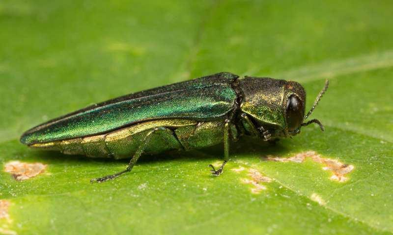 lay on a leaf