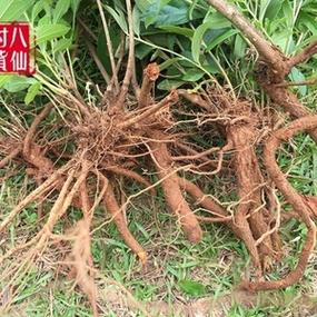 芝麻根图片