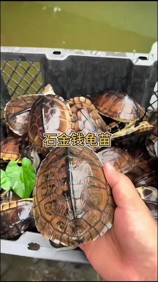 石金钱是凶龟还是吉龟