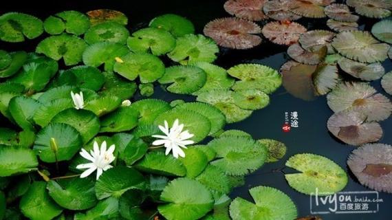 淤泥下TXT百度云网盘截图