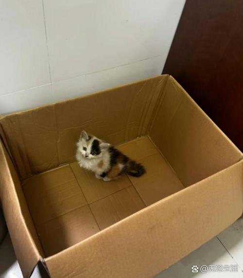 捡到的流浪猫可以养吗缩略图