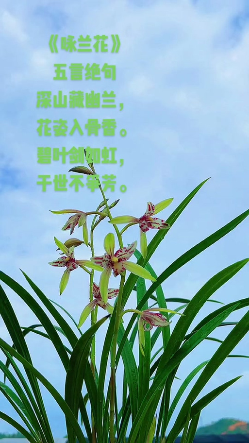 兰花高雅气质句子