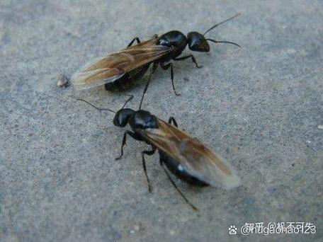 黑蚂蚁有翅膀是什么虫子