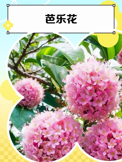 谊乐花是什么?