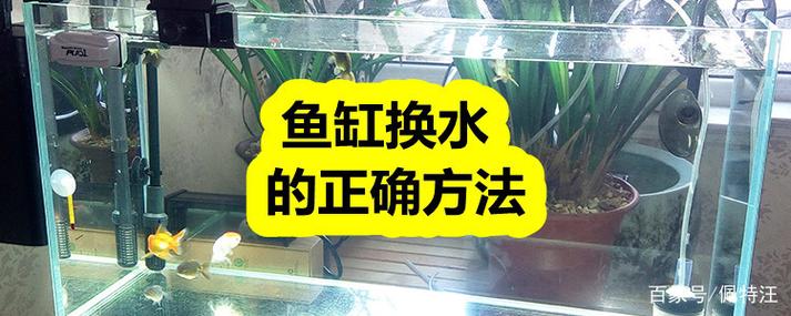 鱼缸水多久换一次最好游戏截图