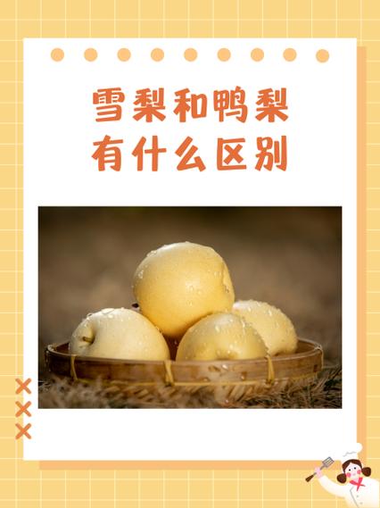 雪梨和鸭梨图片对比
