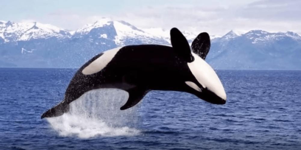 虎鲸和北极熊谁更厉害