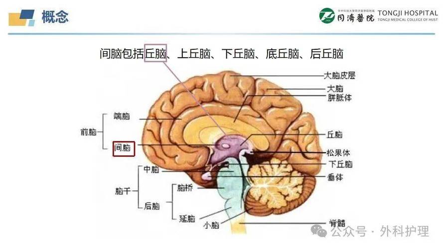 上丘下丘和丘脑的关系