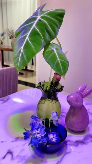 天鹅绒绿植