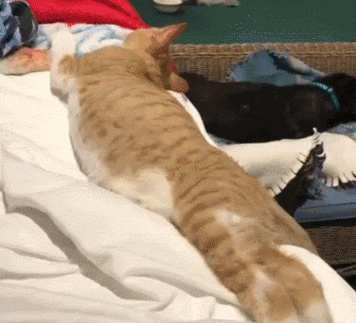什么是猫扑SPA